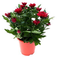 Chrysanthemen 'Chrysanne® Grandezza Red', rot, Topf-Ø 13 cm, 6er-Set