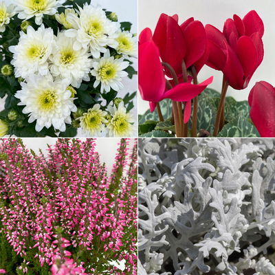 Grabbepflanzung Herbst rot-weiß, 12 Pflanzen Grabbepflanzung Herbst rot-weiß, 12 Pflanzen