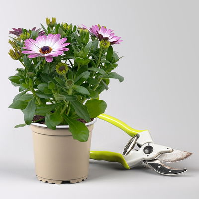 Pflanzenkreation 'Lillet Wild Berry', 12 Pflanzen inkl. Erde und Dünger