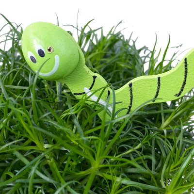 Sternmoos mit Wurmstecker, Topf-Ø 6 cm, 12er-Set Sternmoos mit Wurmstecker, Topf-Ø 6 cm, 12er-Set