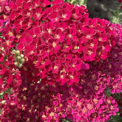 Bio Schafgarbe 'Tutti Frutti Pomegranate', rot , Topf 11x11 cm, 3 Pflanzen