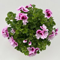 Geranie 'Angel® Indy®', rosa-pink, Topf-Ø 12 cm, 6 Pflanzen