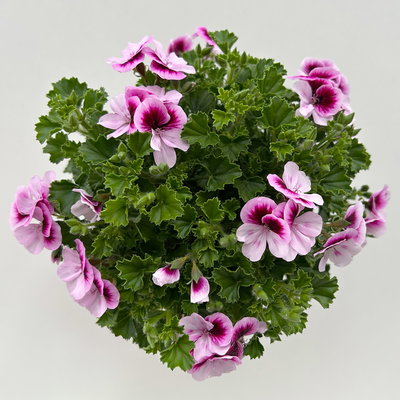 Geranie 'Angel® Indy®', rosa-pink, Topf-Ø 12 cm, 6 Pflanzen
