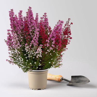 Glockenheide 'Duo', rot-rosa, Topf-Ø 12cm, 6er-Set Glockenheide 'Duo', rot-rosa, Topf-Ø 12cm, 6er-Set