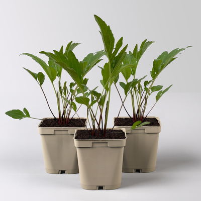 Bio Fallschirm-Sonnenhut 'Herbstsonne' gelb, Topf 11x11 cm, 3 Pflanzen Bio Fallschirm-Sonnenhut 'Herbstsonne' gelb, Topf 11x11 cm, 3 Pflanzen