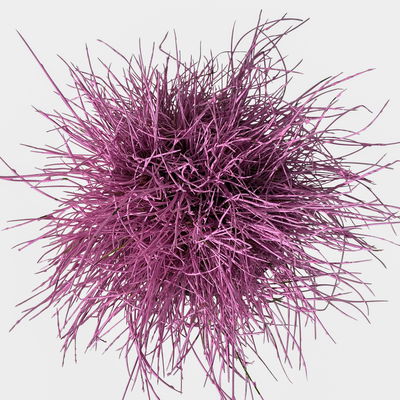 Blauschwingel rosa gefärbt, Topf-Ø 11 cm Ø, 6er-Set Blauschwingel rosa gefärbt, Topf-Ø 11 cm Ø, 6er-Set