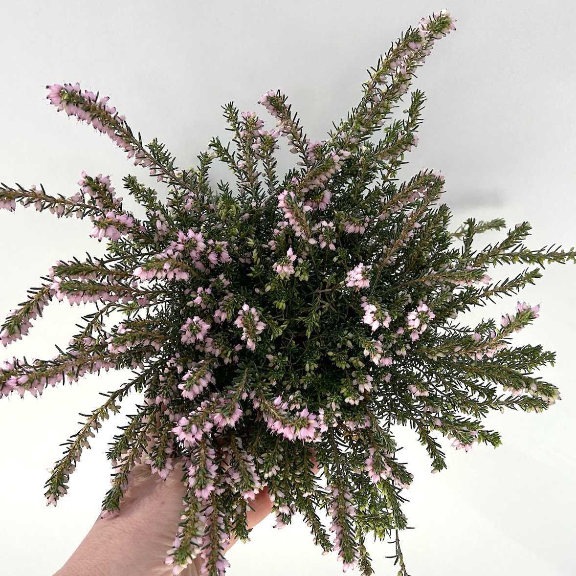 Winterheide, rosa, Topf-Ø 11 cm, 8 Pflanzen