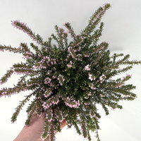 Winterheide, rosa, Topf-Ø 11 cm, 8 Pflanzen