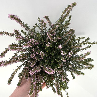 Winterheide, rosa, Topf-Ø 11 cm, 8 Pflanzen
