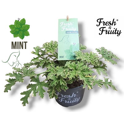 Duftgeranie 'Freshfruity® Mint', grün-weiß, Topf-Ø 12 cm, 3 Pflanzen
