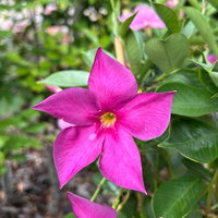 Dipladenie, violett, Spalier, Topf-Ø 17 cm, Höhe ca. 50 cm