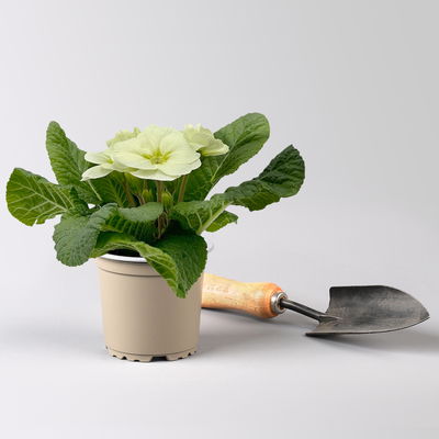 Primel 'Mojito', cremeweiß, Topf-Ø 11 cm, 8 Pflanzen Primel 'Mojito', cremeweiß, Topf-Ø 11 cm, 8 Pflanzen