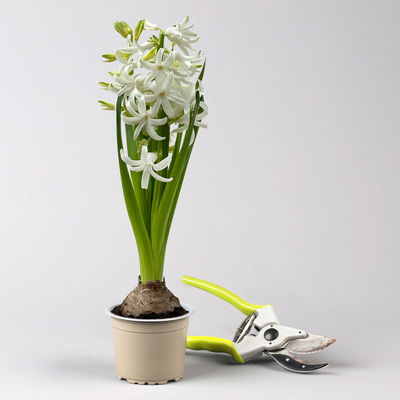 Hyazinthe weiß, vorgetrieben, Topf-Ø 9 cm, 9 Pflanzen