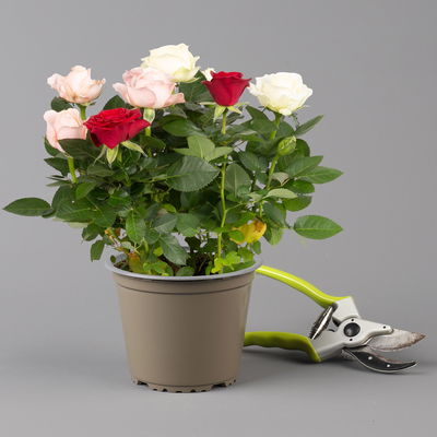 Rose 'Infinity', rosa-weiß & rot, Topf-Ø 14 cm, 2 Pflanzen