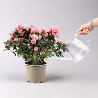 Azalee Hortinno® 'Home rosa', rosa, Topf-Ø 15 cm, Höhe ca. 35 cm