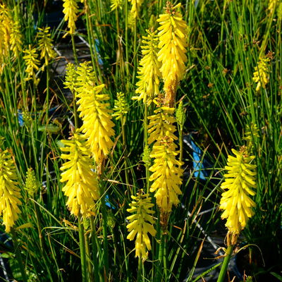 Fackellilie, Farbe zufällig, Topf-Ø ca. 19 cm