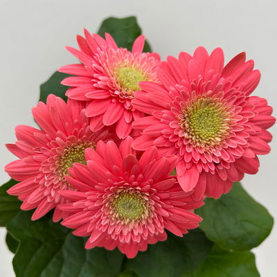 Gerbera, Farbmix zufällig, Topf-Ø 12 cm, 6 Pflanzen