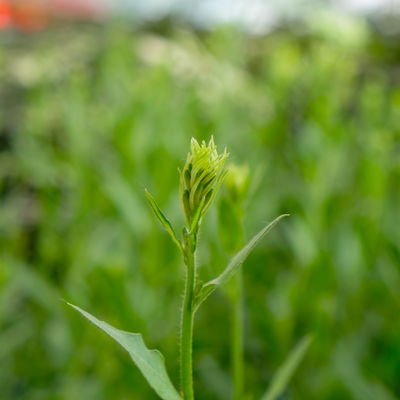Kölles Beste Prachtkerze weiß, 19 cm Topf Kölles Beste Prachtkerze weiß, 19 cm Topf
