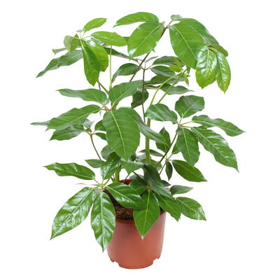 Schefflera actinophylla 'Amate', Topf-Ø 24 cm, Höhe ca. 85 cm Schefflera actinophylla 'Amate', Topf-Ø 24 cm, Höhe ca. 85 cm