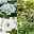 Pflanzenkreation Hortensienzauber, groß, 6 Pflanzen inkl. Erde und Dünger