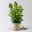 Flammenblume 'Adessa® Rose Eye', rosa, 3 Liter Topf