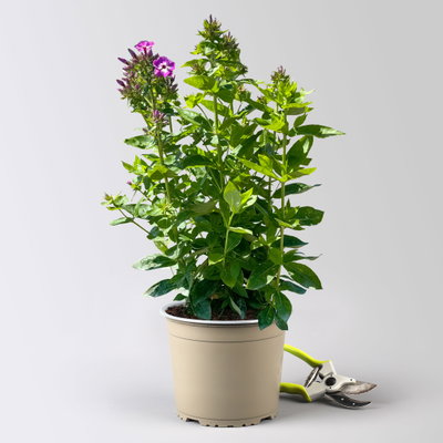 Flammenblume 'Adessa® Rose Eye', rosa, 3 Liter Topf Flammenblume 'Adessa® Rose Eye', rosa, 3 Liter Topf