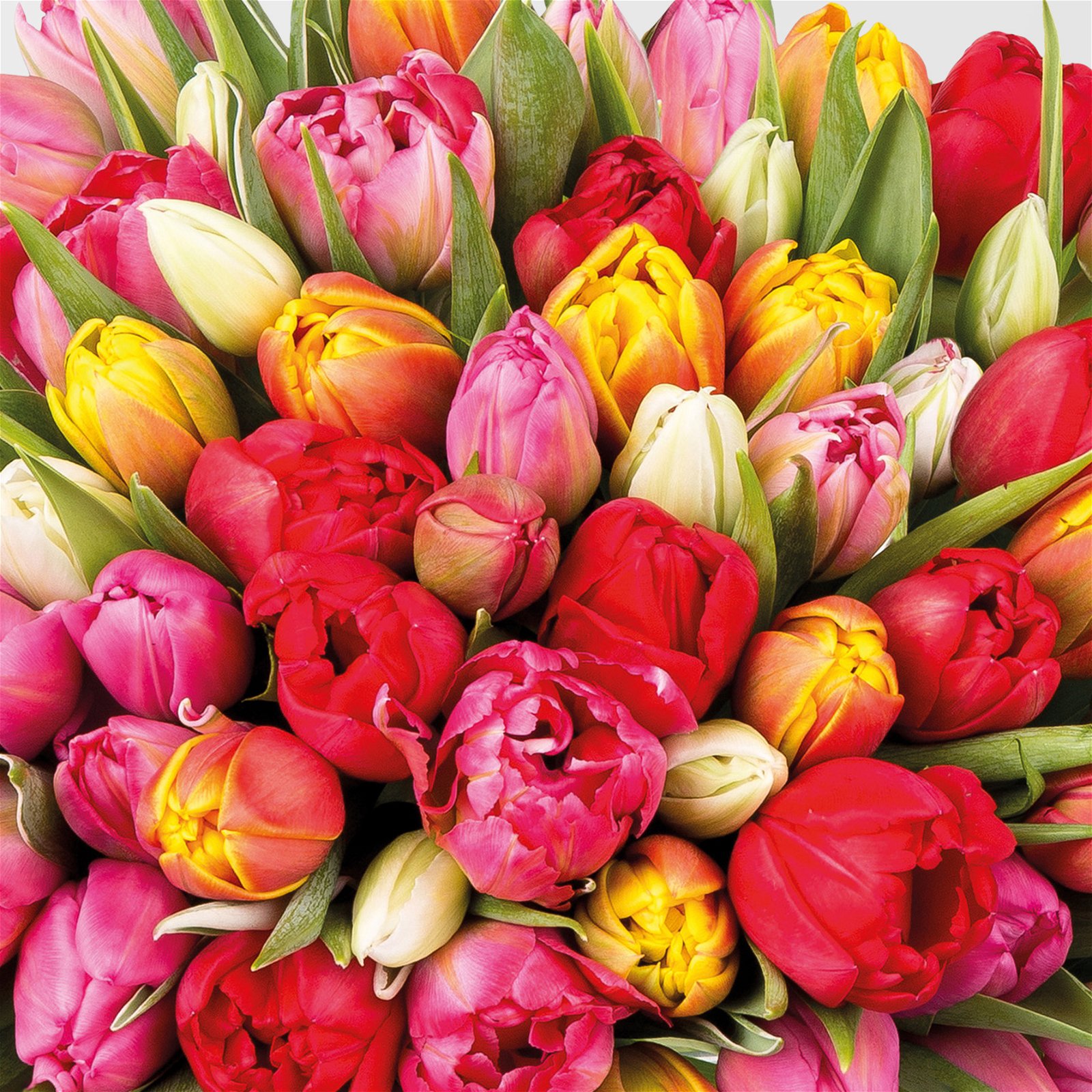 Blumenbund mit Tulpen, 50er-Bund, bunt, gefüllte Blüte, inkl. gratis Grußkarte
