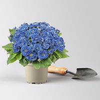 Primel 'Belarina Baltic Blue', blau, Topf-Ø 12 cm, 6 Pflanzen