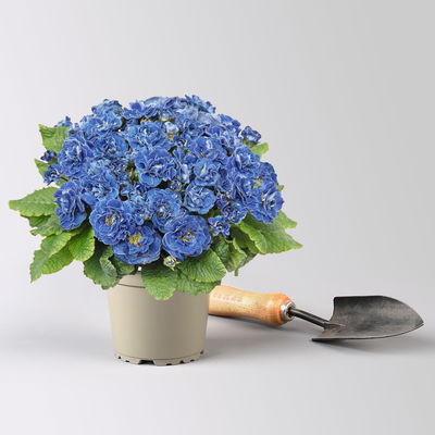 Primel 'Belarina Baltic Blue', blau, Topf-Ø 12 cm, 6 Pflanzen