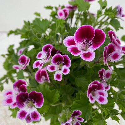 Duftgeranie 'Angel Perfum'® rosa/pink/weiß, Topf-Ø 12 cm, 6er-Set