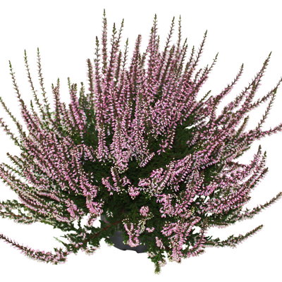 Knospenheide, rosa, Topf-Ø 12 cm, 6 Pflanzen Knospenheide, rosa, Topf-Ø 12 cm, 6 Pflanzen