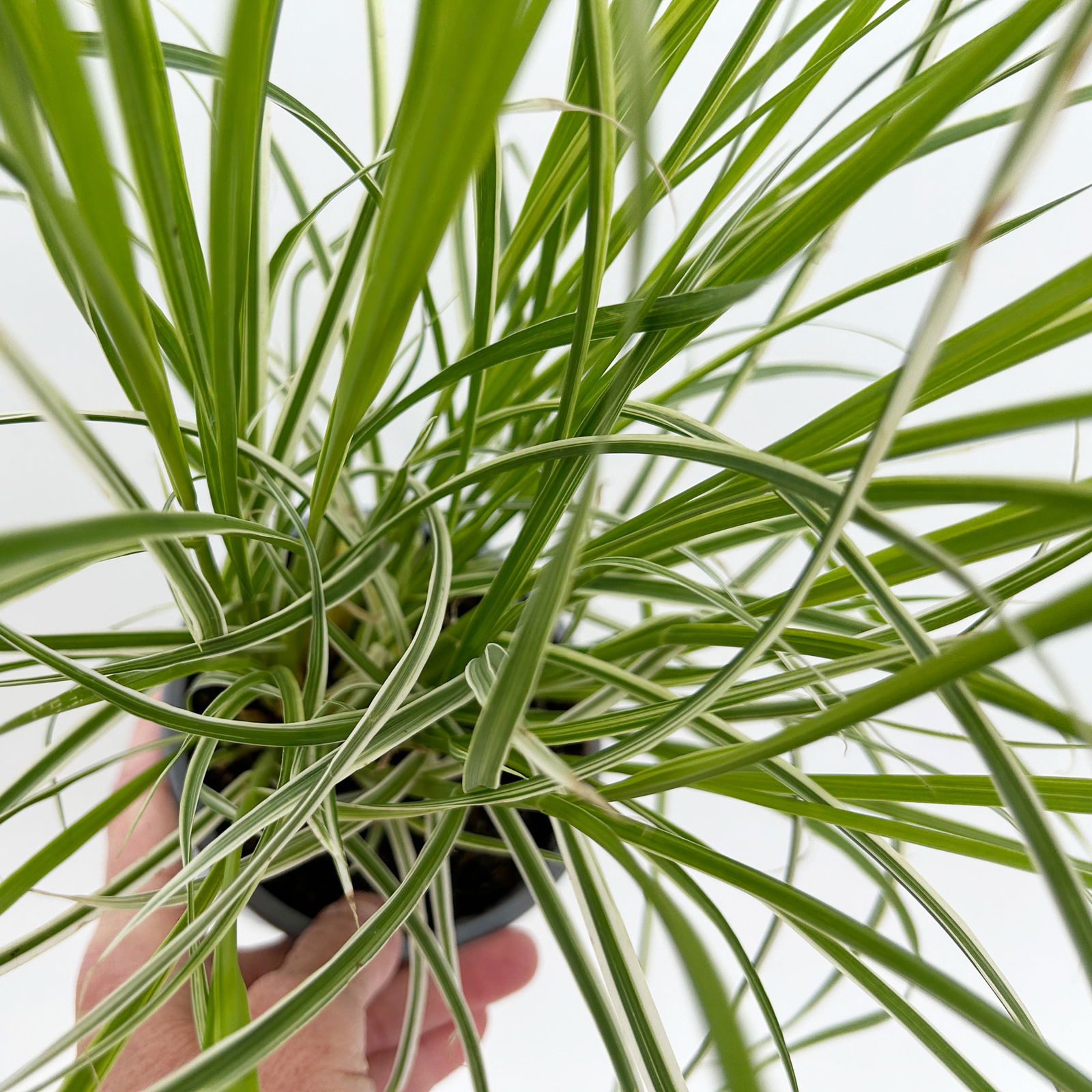 Buntes Lampenputzergras 'Sky Rocket', grün-weiß, Topf-Ø 12 cm, 3 Pflanzen