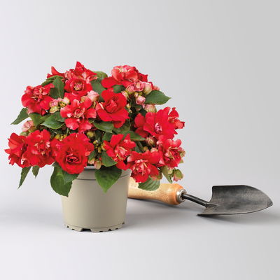 Fleißiges Lieschen, rot, gefüllt blühend, Topf -Ø 12 cm, 6 Pflanzen