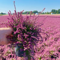 Calluna hängend, lila, Topf-Ø 12 cm, 3 Stück