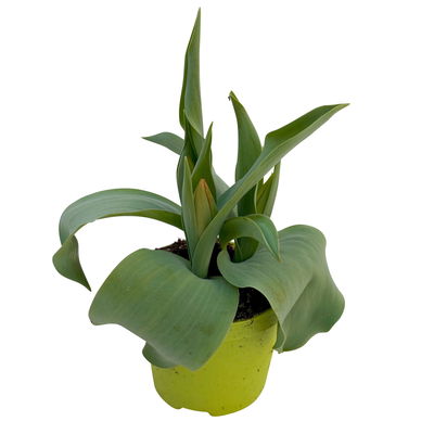 Tulpe rot, vorgetrieben, Topf-Ø 10 cm , 6 Pflanzen