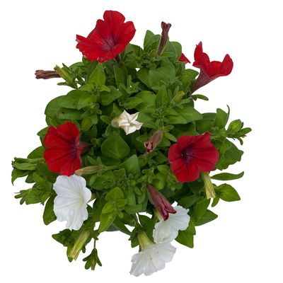 Petunien 'Duo' rot & weiß, hängend, Topf-Ø 14 cm, 4 Pflanzen