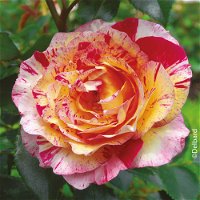 Französische Rose 'Camille Pissarro'®, Topf 5 Liter
