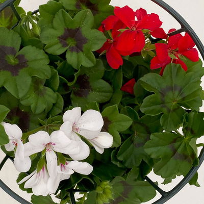 Geranie 'Villetta®' Duo, rot-weiß, hängend, Topf-Ø 14 cm, 4 Pflanzen Geranie 'Villetta®' Duo, rot-weiß, hängend, Topf-Ø 14 cm, 4 Pflanzen