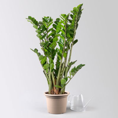 Glücksfeder, Topf-Ø 21 cm, Höhe ca. 70-90 cm Glücksfeder, Topf-Ø 21 cm, Höhe ca. 70-90 cm