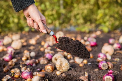 Kölle Bio Blumenzwiebel-Kraft, 400 g Kölle Bio Blumenzwiebel-Kraft, 400 g