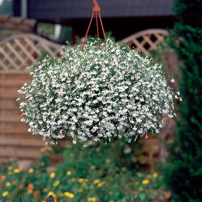 Männertreu hängend, Farbe zufällig, Topf-Ø 12 cm, 6 Pflanzen