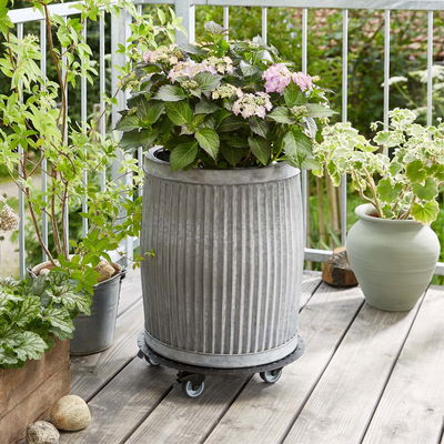 Pflanzenroller 'Alaska', Tragkraft 150 kg, anthrazit, Alu, 7 x 38 x 38 cm Pflanzenroller 'Alaska', Tragkraft 150 kg, anthrazit, Alu, 7 x 38 x 38 cm