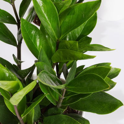 Glücksfeder in Keramiktopf Dallas weiß, Topf-Ø 12 cm, 2er-Set Glücksfeder in Keramiktopf Dallas weiß, Topf-Ø 12 cm, 2er-Set