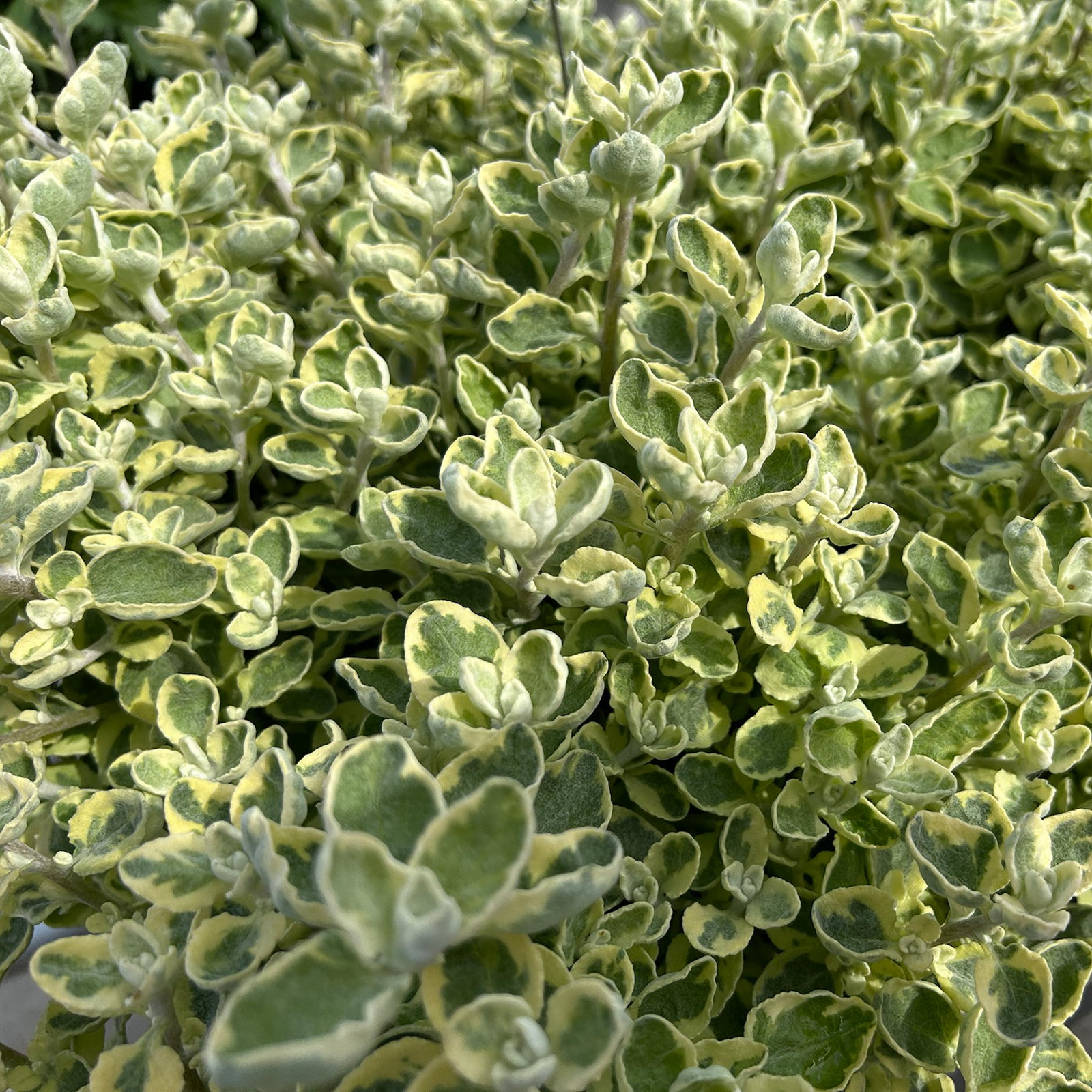 Helichrysum 'variegata', weiß-grün, Topf- Ø 12 cm, 6 Pflanzen