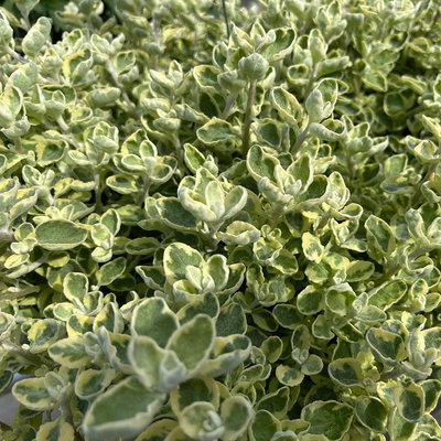 Helichrysum 'variegata', weiß-grün, Topf- Ø 12 cm, 6 Pflanzen
