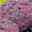 Sedum cauticolum 'Robustum' violett, Topf-Ø 9 cm, 3er-Set