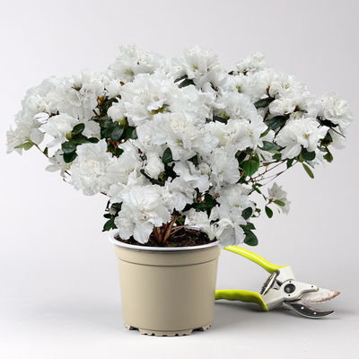 Azalee Hortinno® 'Christine Belli' weiß, Topf-Ø 15 cm