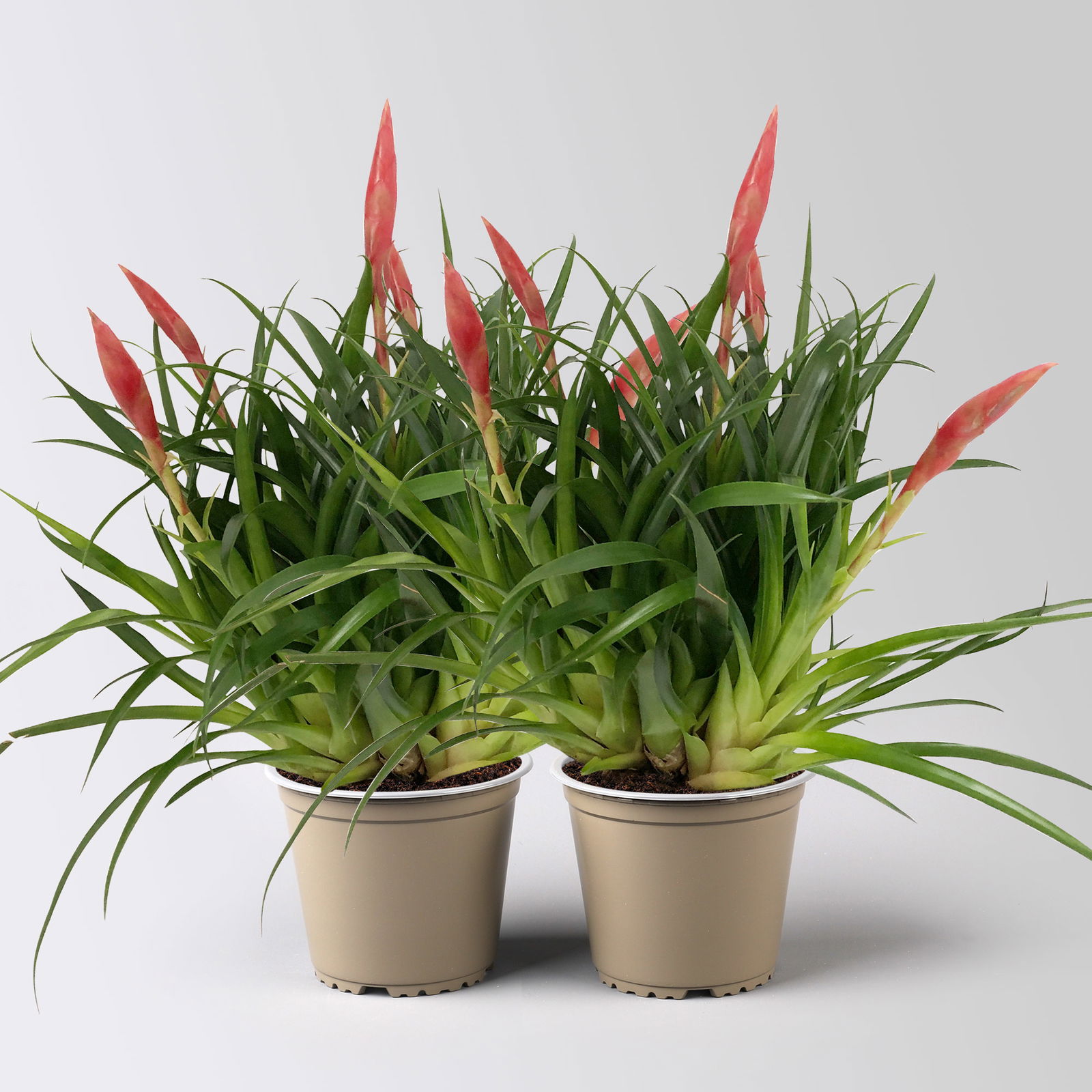 Vrisea 'Astrid', rot, Topf-Ø 12 cm, Höhe ca. 35 cm, 2 Pflanzen
