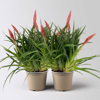 Vrisea 'Astrid', rot, Topf-Ø 12 cm, Höhe ca. 35 cm, 2 Pflanzen