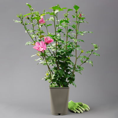 Garten-Hibiskus 'Woodbridge', purpurrosa bis purpurrot, 40-60 cm hoch, Topf 5 l